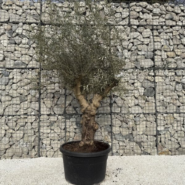 Gnarled Multistem Olive Tree XL J315 - 0205951E 36CE 427B 9A22 540A0A1BBDF8 1 105 c