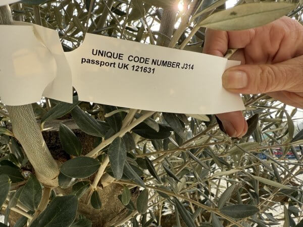 Gnarled Multistem Olive Tree XL J314 - 034B681E B526 4DB9 98AD 1107ABF253DF