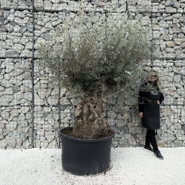 Gnarled Olive Tree XXL (Ancient)J480 - 036BD5FE A59B 42FE B408 0499257DB535 1 201 a 2 scaled