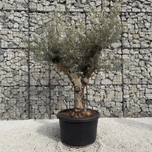 Gnarled Multistem Olive Tree XL J358 - 03EE3685 BBD0 4D2A 91F5 FFFE97BEA87B 1 105 c