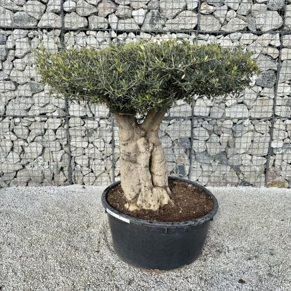 Gnarled Plateau Olive Tree XL J420 - 03F901BC DC0D 4EAE B697 2C804E32E4F4 1 201 a scaled