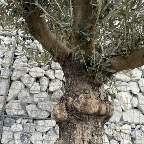 Gnarled Multistem Olive Tree XL J353 - 05F23D42 60AA 4D34 9138 C720F752A0A1 2 scaled