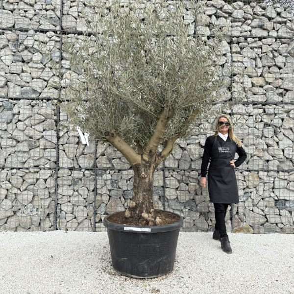 Gnarled Multistem Olive Tree XL J363