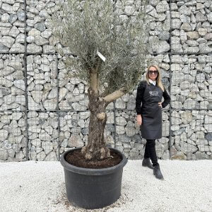 Gnarled Multistem Olive Tree XL J378