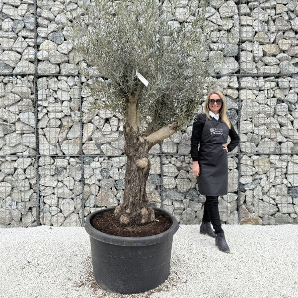 Gnarled Multistem Olive Tree XL J377 - 07849948 402B 4A21 86EC 89B88FDF2C07 scaled