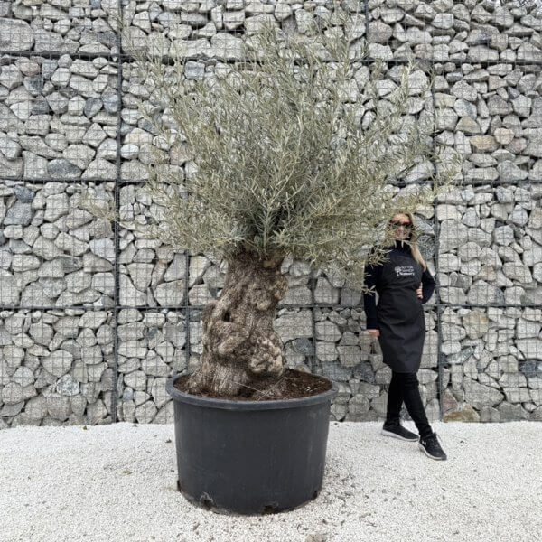 Gnarled Olive Tree XXL (Ancient) J439 - 085AAFF4 F1D7 4E78 AC5E E6822D7A238C 1 105 c