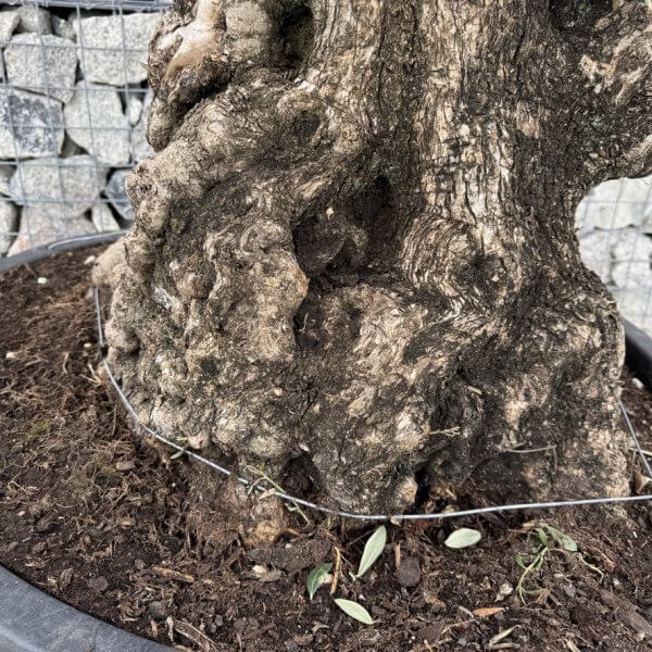 Gnarled Olive Tree XXL (Ancient) J451 - Image 3