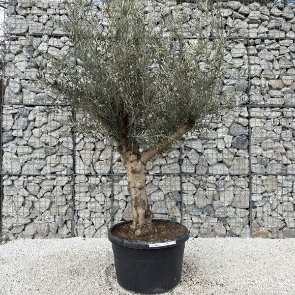 Gnarled Multistem Olive Tree XL J403 - Image 2