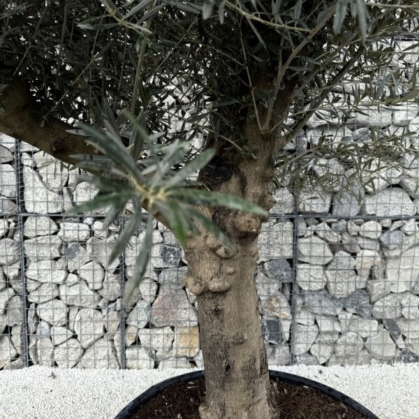 Gnarled Multistem Olive Tree XL J404 - 0B7947DD 37C4 4231 A244 6D19C04170EE scaled