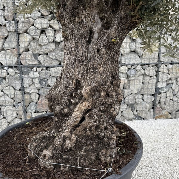 Gnarled Olive Tree XXL (Ancient) J441 - 0C4EA980 08FC 4298 8E25 A463AA88C131 scaled