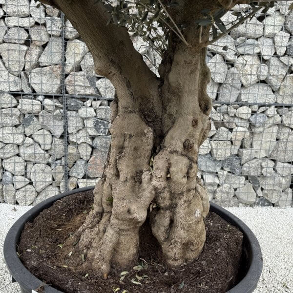 Gnarled Plateau Olive Tree XL J394 - 110CE19B 1B77 4C8D 86FE 0164CAA5F8E1 scaled