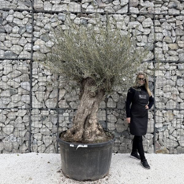Gnarled Olive Tree XXL (Ancient) J465