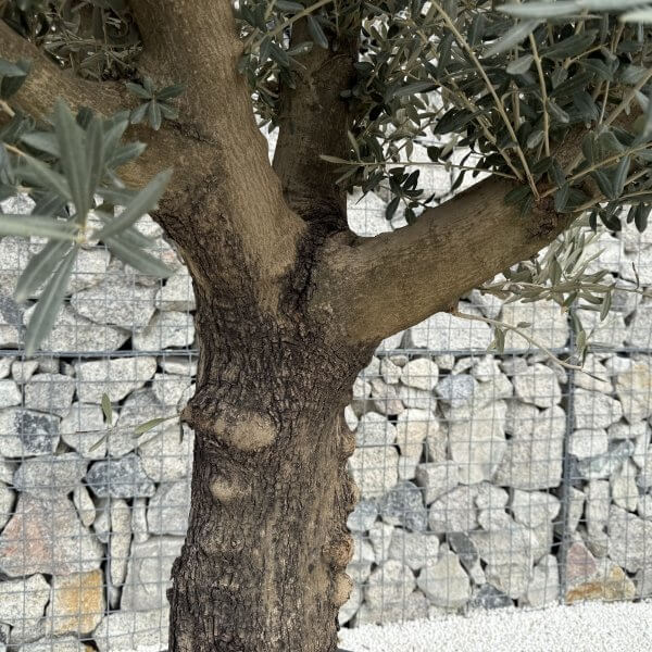 Gnarled Multistem Olive Tree XL J357 - Image 3