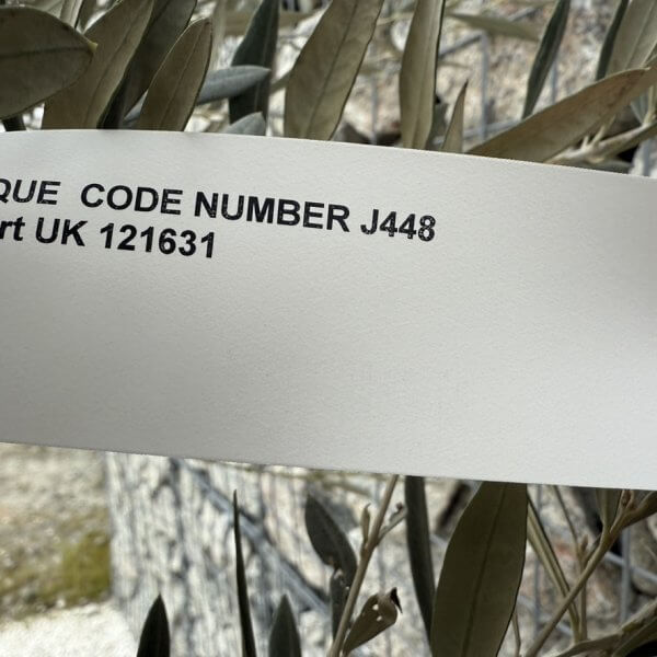 Gnarled Olive Tree XXL (Ancient) J449 - 1362BEC2 D134 4494 B678 0A809DA0619E 1 105 c