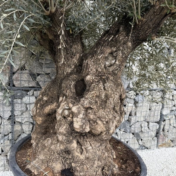 Gnarled Olive Tree XXL (Ancient) J477 - 13C50EA9 9898 43C2 9F00 ABBF545623F4 scaled