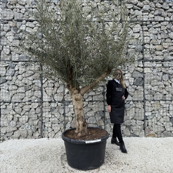 Gnarled Multistem Olive Tree XL J403
