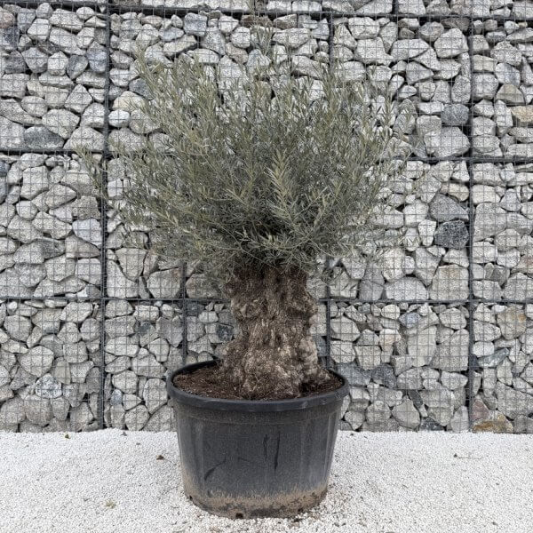 Gnarled Olive Tree XXL (Ancient) J455 - Image 2