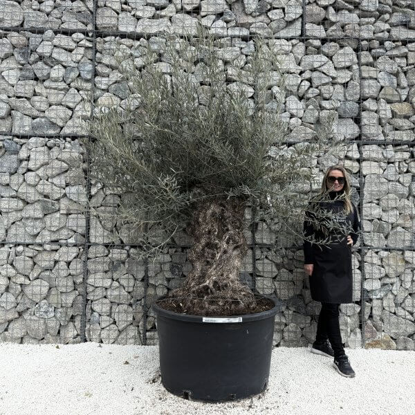 Gnarled Olive Tree XXL (Ancient) J476 - 16EAB8AE 467A 4C55 8BB1 0060E6FF4D9A 1 201 a 1 scaled