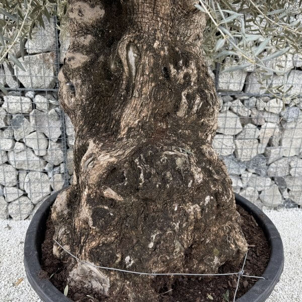 Gnarled Olive Tree XXL (Ancient) J462 - 172FFB0D 8862 4FDC BD1A 64606B2A8A22 scaled