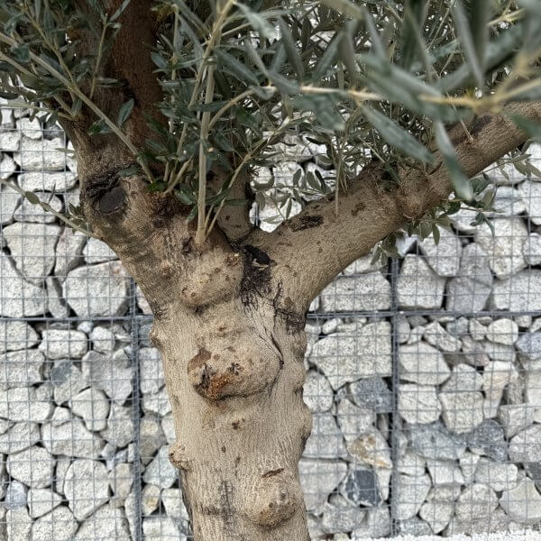 Gnarled Multistem Olive Tree XL J403 - Image 3