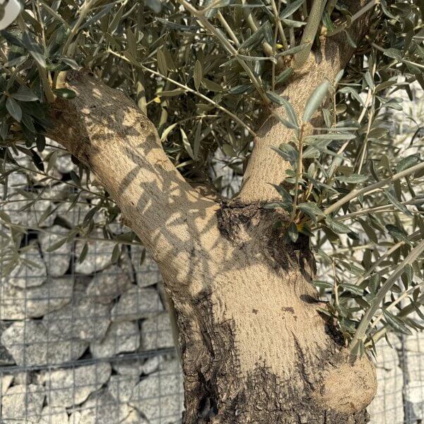 Gnarled Multistem Olive Tree XL J332 - 185E4DF8 3A77 42D8 92E5 57D2B1792137 scaled