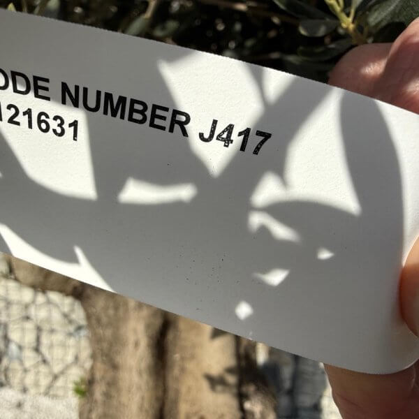 Gnarled Plateau Olive Tree XL J417 - 1A4127A8 ABBC 42A5 A62C BA457538B3D6 1 105 c