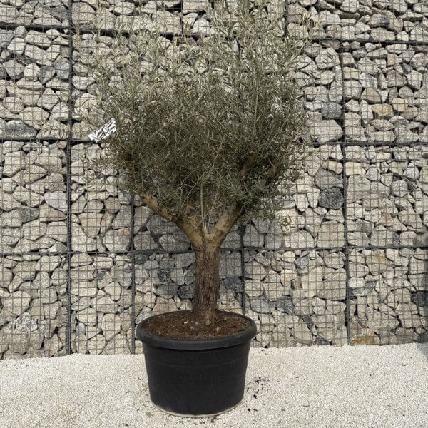Gnarled Multistem Olive Tree XL J316 - 1AEAB8BF 413E 4B74 A834 E95B416E31F7 1 105 c