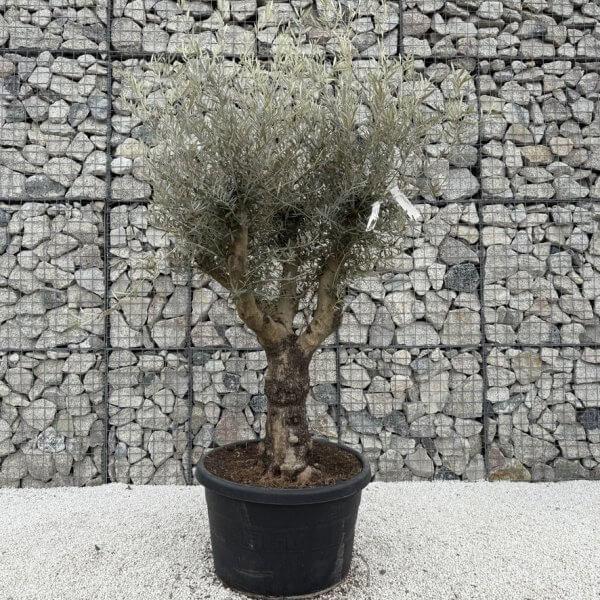 Gnarled Multistem Olive Tree XL J368 MT - Image 2
