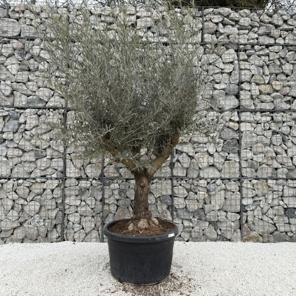 Gnarled Multistem Olive Tree XL J379 - Image 2
