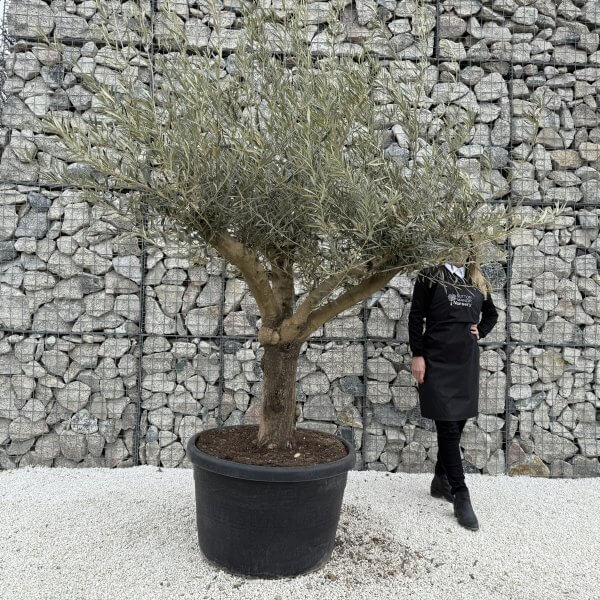 Gnarled Multistem Olive Tree XL J388