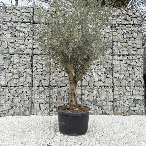 Gnarled Multistem Olive Tree XL J387 - 1DB2F2BD 91E2 4F52 A3C3 0AC5E27A352D scaled
