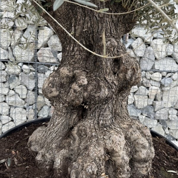 Gnarled Olive Tree XXL (Ancient) J435 - 1DFA5211 09DB 482B 8EC8 54486335A2CC 1 105 c