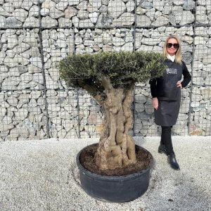 Gnarled Plateau Olive Tree XL