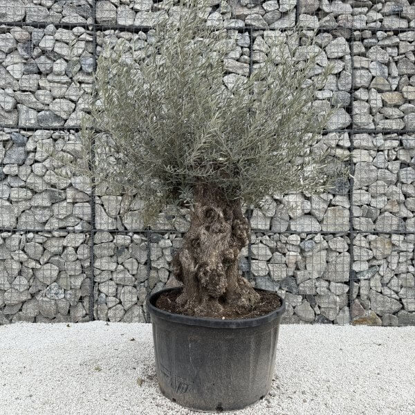 Gnarled Olive Tree XXL (Ancient) J434 - Image 2