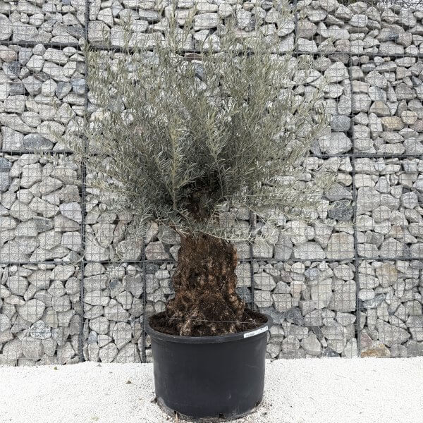 Gnarled Olive Tree XXL (Ancient) J467 - 2075414C 2C3E 4C64 908A D999244F1C62 1 201 a scaled
