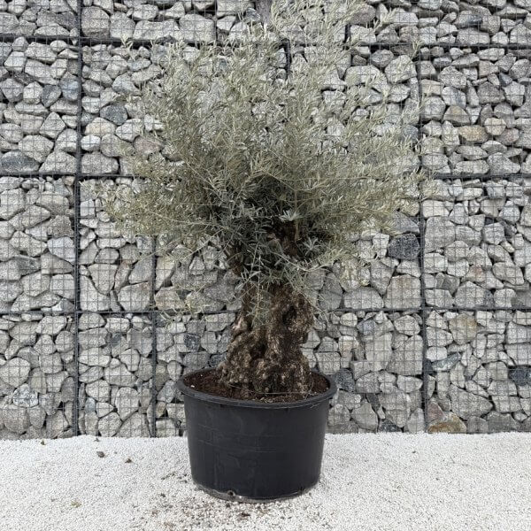Gnarled Olive Tree XXL (Ancient) J451 - Image 2