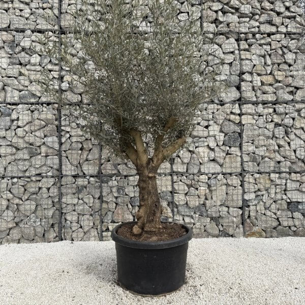 Gnarled Multistem Olive Tree XL J359 - 21554CEE 0914 423E AF8E FA4F37E5D5F9 1 105 c
