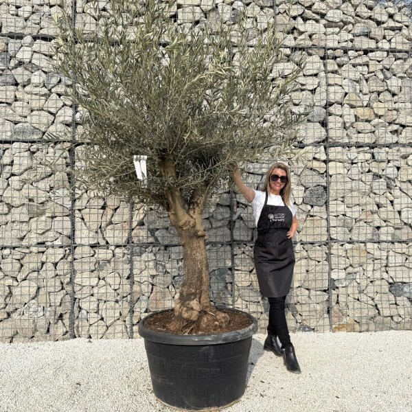 Gnarled Multistem Olive Tree XL J342 - 23640B9B 62AC 41EE 8408 C1E9B56862AB scaled