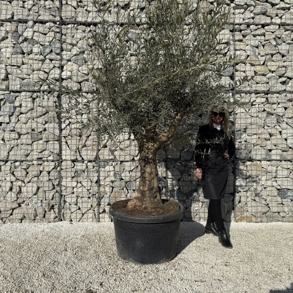 Gnarled Multistem Olive Tree XL J428 - 23E83B09 C6F4 4BB6 8488 A12148180B8D 3 scaled