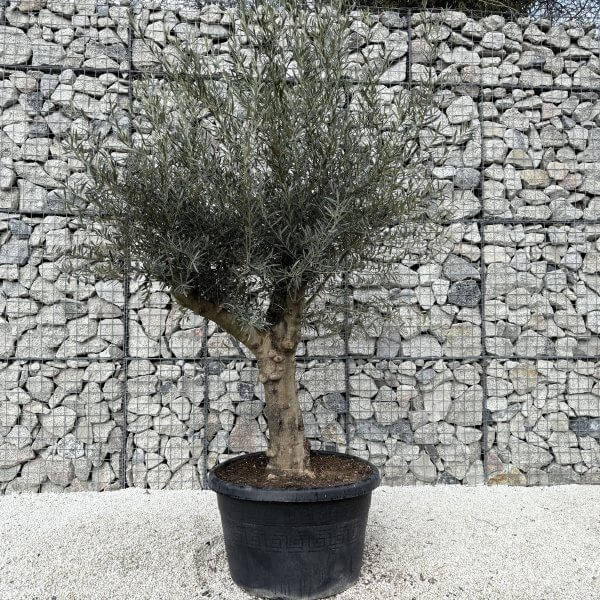 Gnarled Multistem Olive Tree XL J404 - 24AE2552 F045 405C A505 CD08069F1BB9 scaled