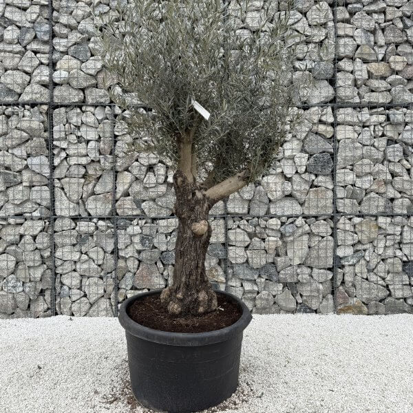 Gnarled Multistem Olive Tree XL J377 - 25CA07B1 04B0 4436 9B09 A6108390FBBF scaled