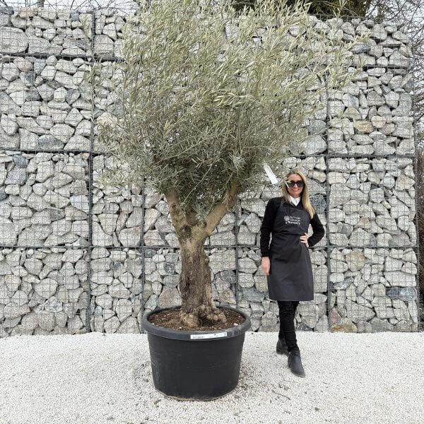 Gnarled Multistem Olive Tree XL J398 - 25F8ED57 AF39 4CA5 A316 69E4F23C90BE 1 scaled