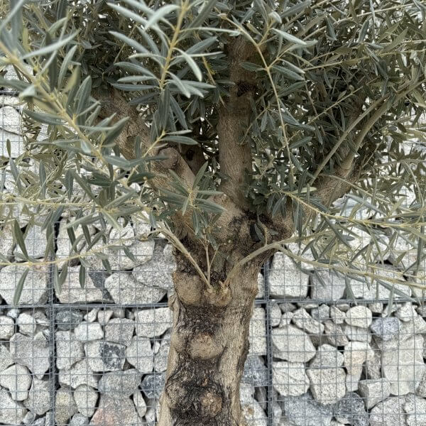 Gnarled Multistem Olive Tree XL J389 - Image 3
