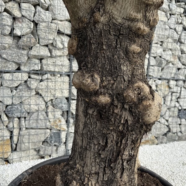 Gnarled Multistem Olive Tree XL J352 - 264ECF95 D183 4BDE 9347 17ABCEC7B216 1 scaled