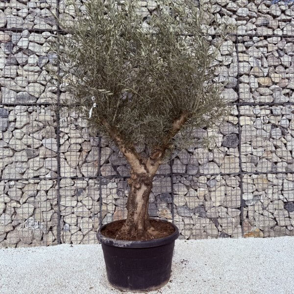 Gnarled Multistem Olive Tree XL J324 - 2795C993 9B13 4E84 A333 FE083321D02F 1 105 c