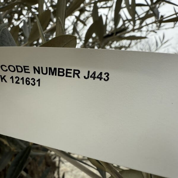 Gnarled Olive Tree XXL (Ancient) J443 - 27F34A91 A0F4 4AFA BB28 5E2999CF6000 scaled
