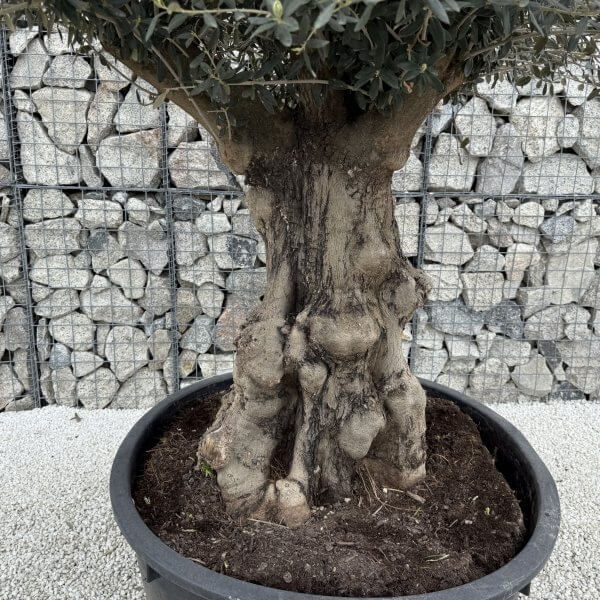 Gnarled Plateau Olive Tree XL J395 - 28531BB1 6A45 4E0E 8C3F 55FA3AD761B0 1 scaled