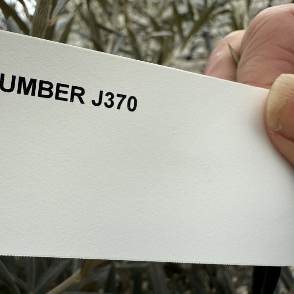 Gnarled Multistem Olive Tree XL J370 - 28AB3E5D 7E8A 4FD5 96DB 3A5688C8C7B3 scaled