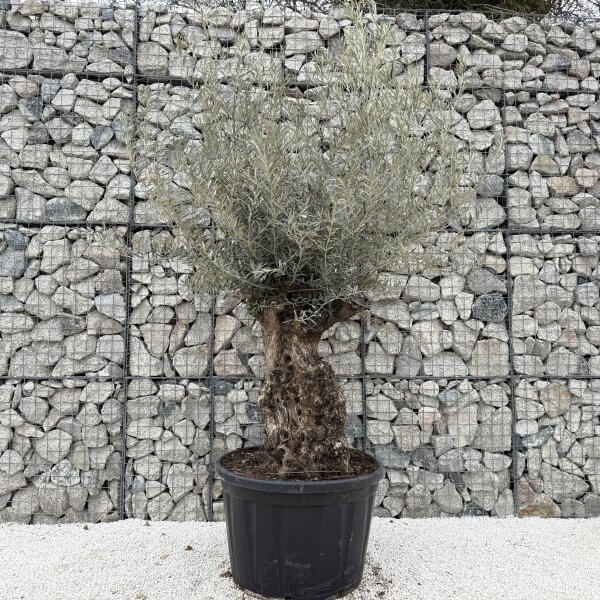 Gnarled Olive Tree XXL (Ancient) J463 - 28C5CF51 AC80 4AB1 AA9C A81EC48D6F47 scaled