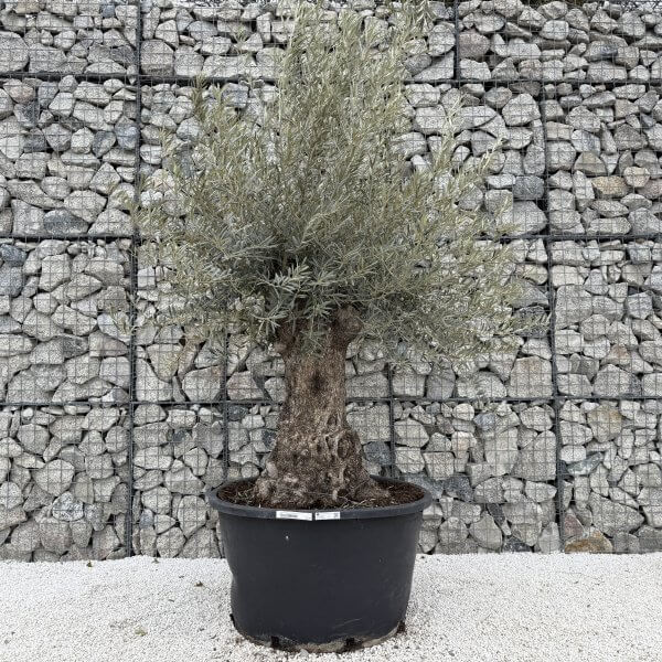 Gnarled Olive Tree XXL (Ancient) J444 - 2B455348 4C3E 4F03 B8B1 3D522D113133 scaled